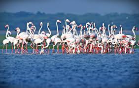 nelapattu bird sanctuary