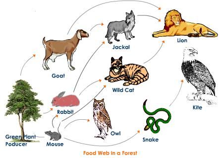 animal food chain diagram